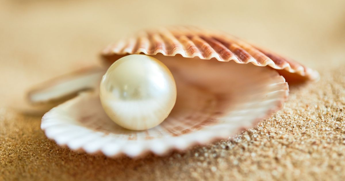 Niihau Shells