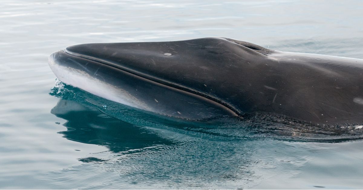 Antarctic Peninsula