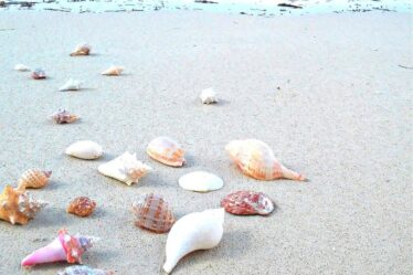 Niihau Shells