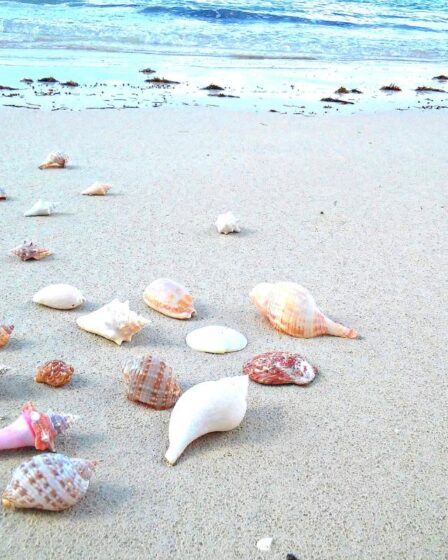 Niihau Shells