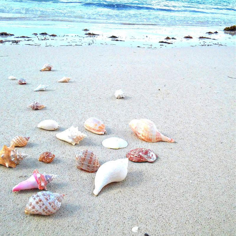 Niihau Shells