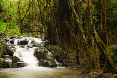 manoa falls honolulu hi