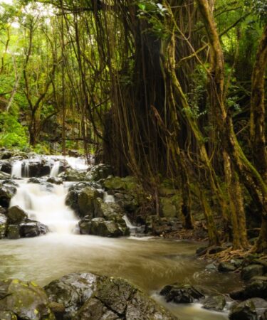 manoa falls honolulu hi