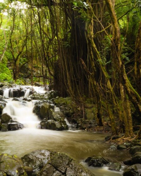 manoa falls honolulu hi