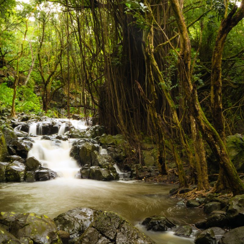 manoa falls honolulu hi