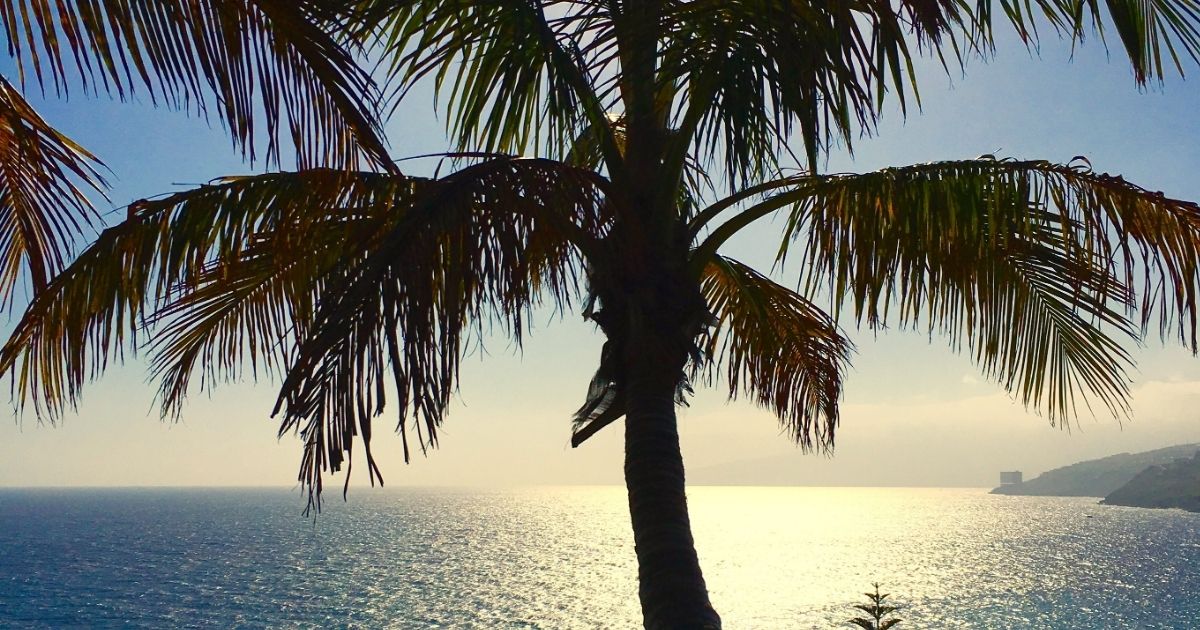 Palm