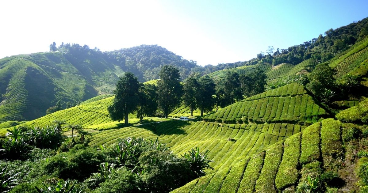 Cameron Highlands