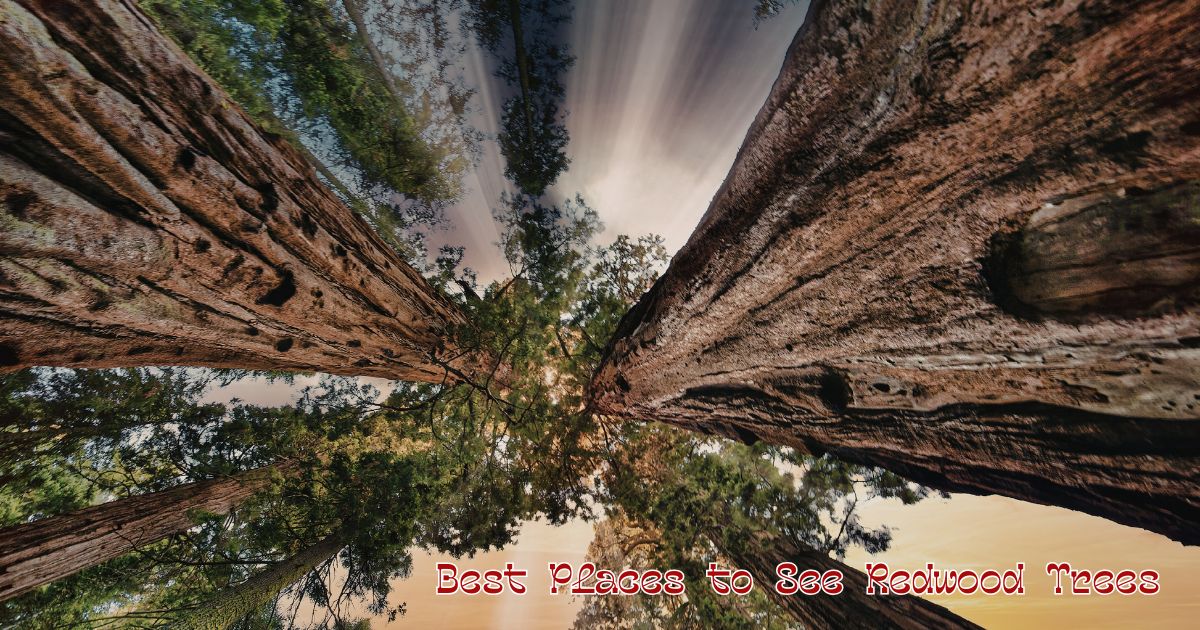 Best Places to See Redwood Trees Best Places to See Redwood Trees