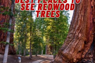 Best Places to See Redwood Trees