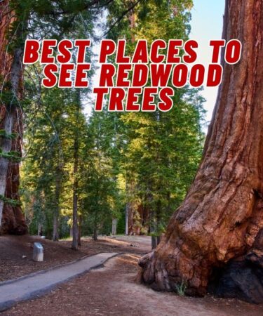 Best Places to See Redwood Trees