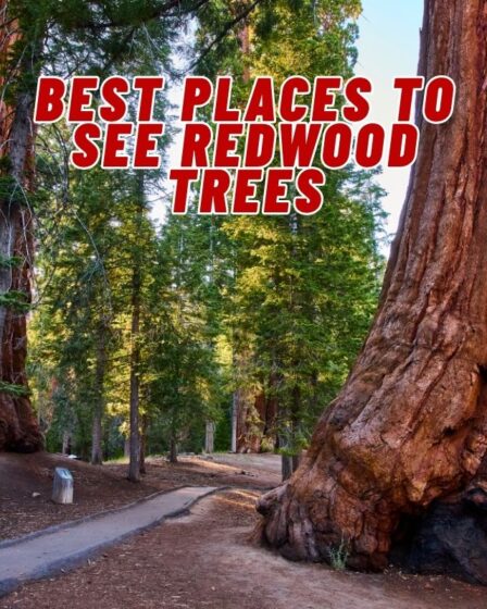 Best Places to See Redwood Trees