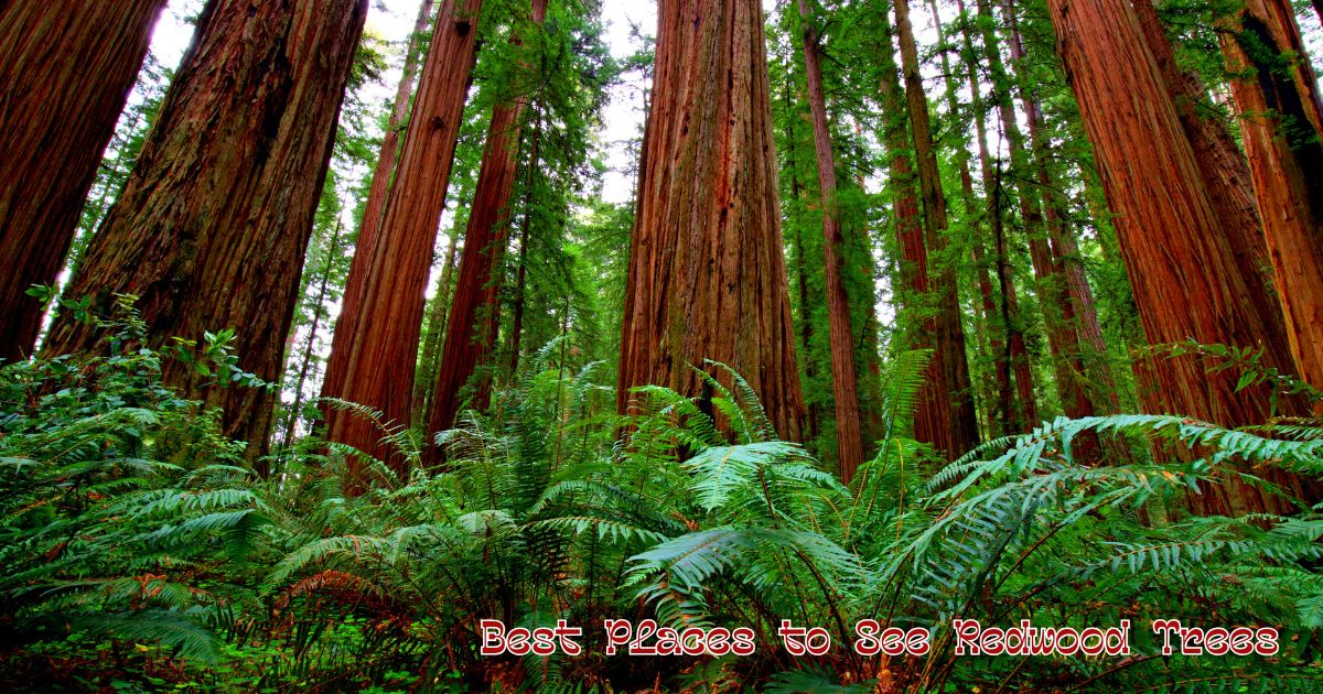 Best Places to See Redwood Trees Best Places to See Redwood Trees