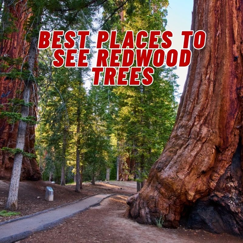Best Places to See Redwood Trees